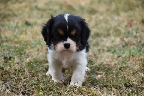 Cavalier King Charles Spaniel 
                       cec25 photo 3