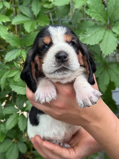 Basset Hound  Baptistine Collier Violet Tricolore Du  e96d6