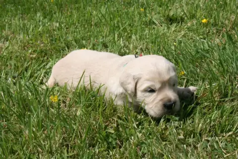 Golden Retriever  Femelle 4 Des Jardins De Vesco