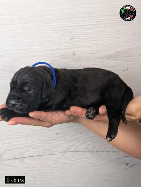 Cane Corso 
                        Collier Bleu Roi  ba9fd photo 3