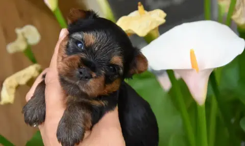 Yorkshire Terrier  Bulle De La Plaine Du Jaelma
