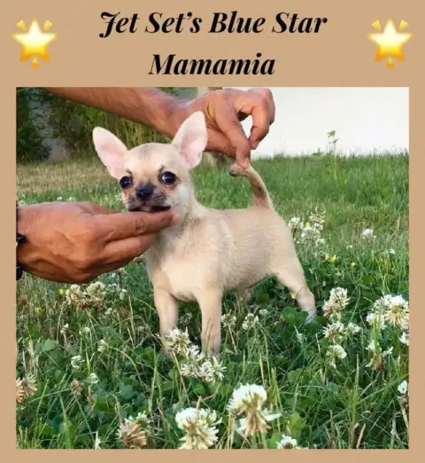 Chihuahua  Chiot N°1 Jet Set'S Blue Star photo 3