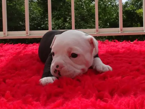 Bulldog Continental  Black Jack Du Mont De L'Aigle photo 2