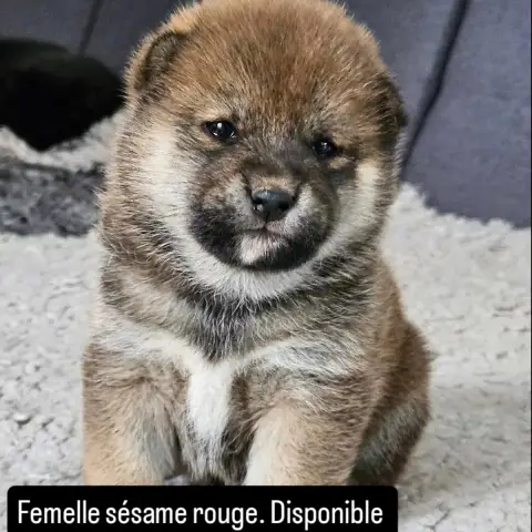 Shiba  Femelle Sésame Rouge De British And Us