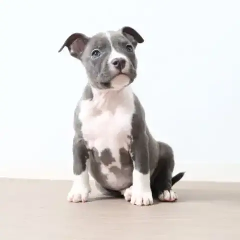 Chiots Américain Staff Bleu Lof Dispo De Suite