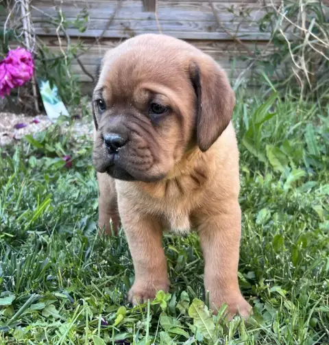 Dogue De Bordeaux  Chiot N°2 Des Gardiens De La Plain cdfd9