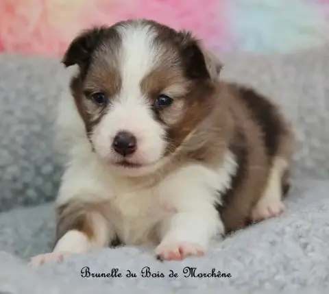 Shetland Sheepdog  Brunelle Du Bois De Morchène