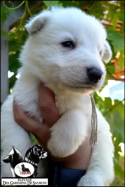 Berger Blanc Suisse photo 3