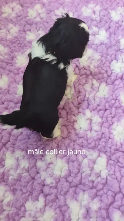 Shih Tzu  Collier Jaune Des Amours D'Arelaune photo 2