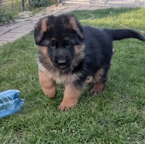 Berger Allemand  Chiot 2 Du Fosse Des Pandours