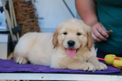 Golden Retriever  Chiot N°4 Orange De Windy'Stia photo 3