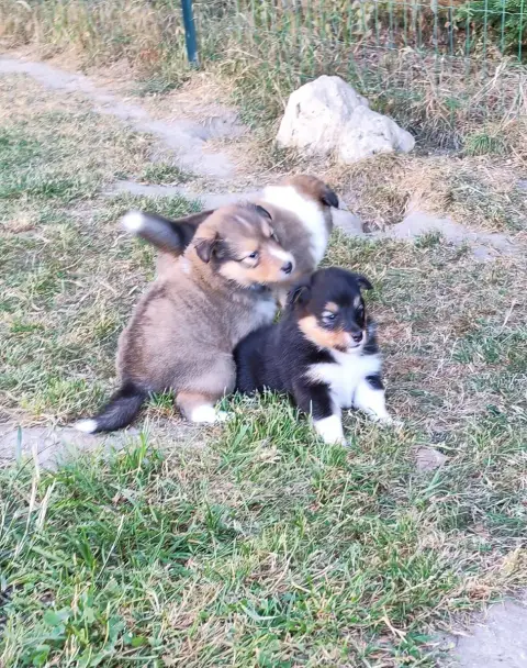 Shetland Sheepdog  Blondie Du Val De Kiwitam photo 2