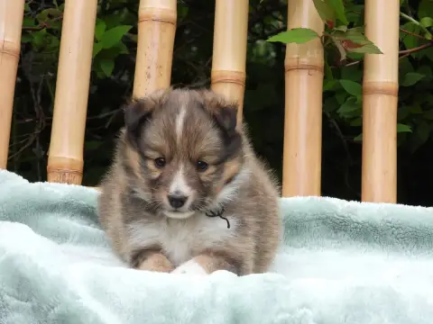 Shetland Sheepdog  Chiot N°2 Du Sapin Vert photo 2