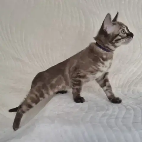 Magnifiques Chatons Bengal Loof