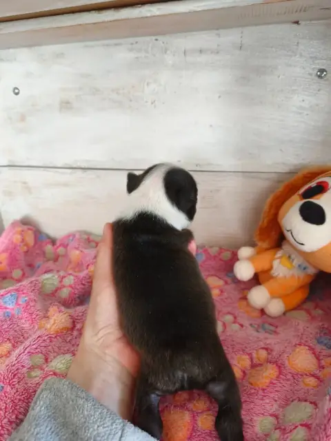 Boston Terrier  Chiot N°2 photo 2