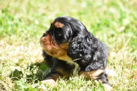 Cavalier King Charles Spaniel  Britney Du Repère Des  702cb photo 3