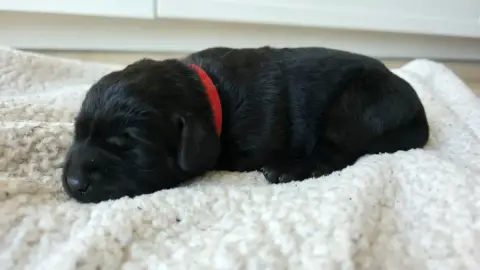 Labrador Retriever photo 3