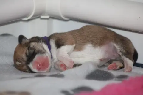 Welsh Corgi Pembroke  Born To Shine Bhavani