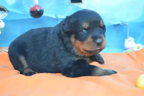 Rottweiler  Collier Bleu Clair Des Gardiens De Feu photo 3