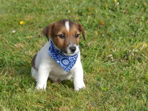 Jack Russell Terrier  Prénom Libre Des Terres Des For 97e42
