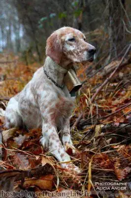 Setter Anglais  Chiot 2 De La Riottière photo 2