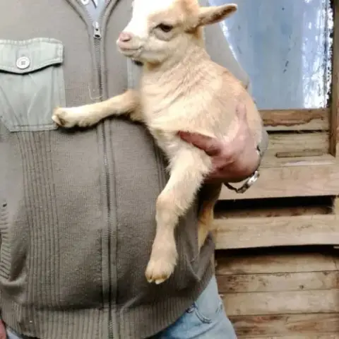 A Réserver 2 Chevreaux Nains Caramel