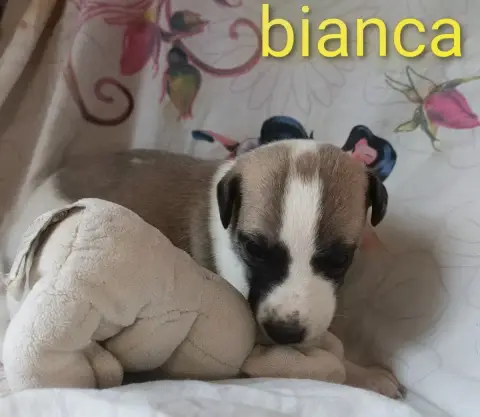 Whippet  Bianca Hakuna'Matata Kipepeo photo 2