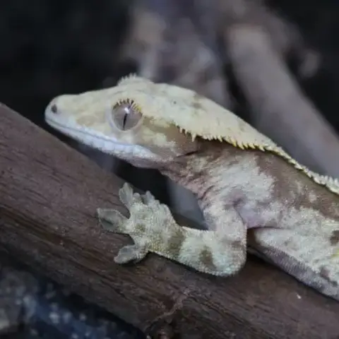 Mâle Ciliatus