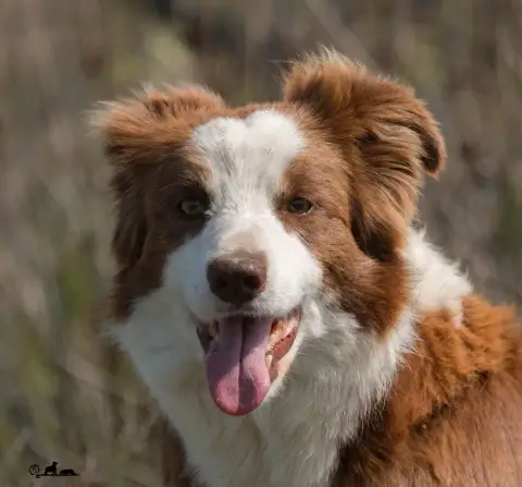 Border Collie  Beka Du Trident De Valfred photo 3