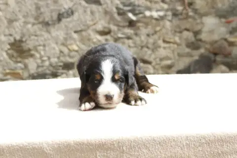 Bouvier Bernois  Chiot 2 De La Vallée De L'Hyrome