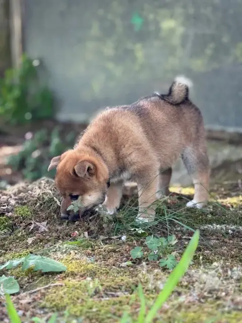 Shiba  Bleuette - photo 2