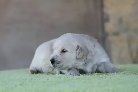 Golden Retriever photo 3