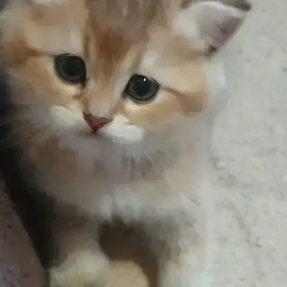 Chaton Scottish Fold Et Straight