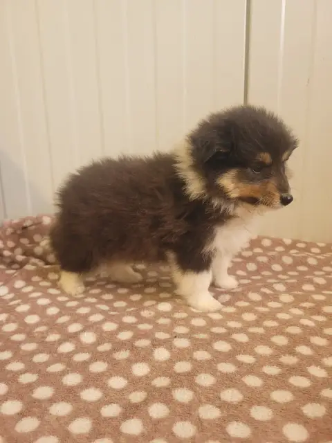 Shetland Sheepdog  Chiot N°2 Des Terres De Bourguenai f50ac photo 2