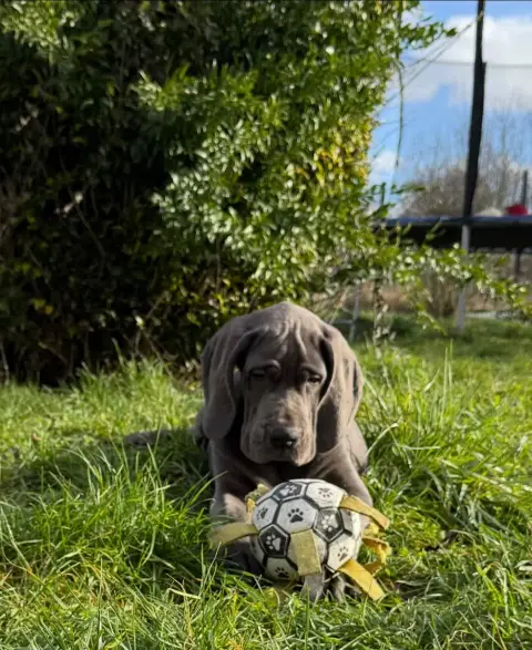 Dogue Allemand  Aldo Du Jardin Royal
