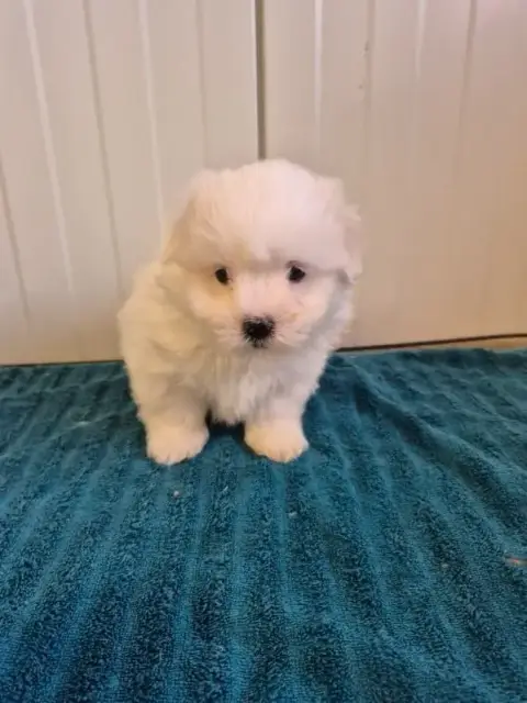 Coton De Tulear  Chiot N°2 Des Terres De Bourguenaill 427cb