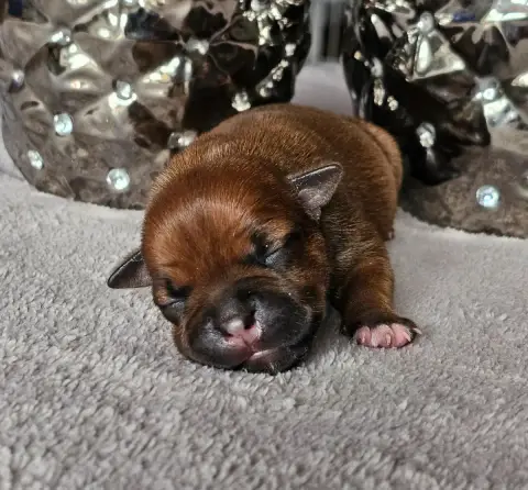 Staffordshire Bull Terrier  Chiot 2 De La Furia Roja e7901 photo 2