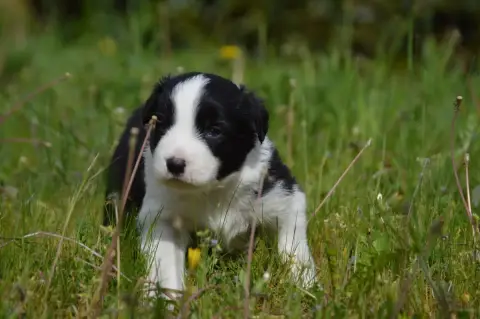 Border Collie  Orange Des Bergers Des P'Tits Ours