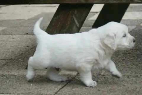 Golden Retriever  Chiot 5 De La Plaine Des Peupliers f999b photo 3