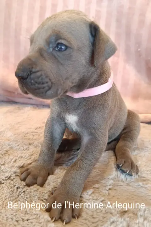 Adopter Dogue Allemand 
                        Belphegor De  cc76b