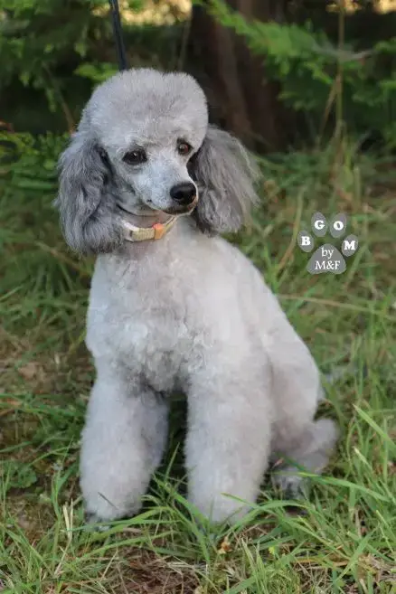 Caniche  Balenciaga De La Cascade Saint Nicolas photo 3