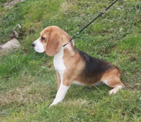 Beagle  Mr Rouge Des Murmures De Sigrune photo 2
