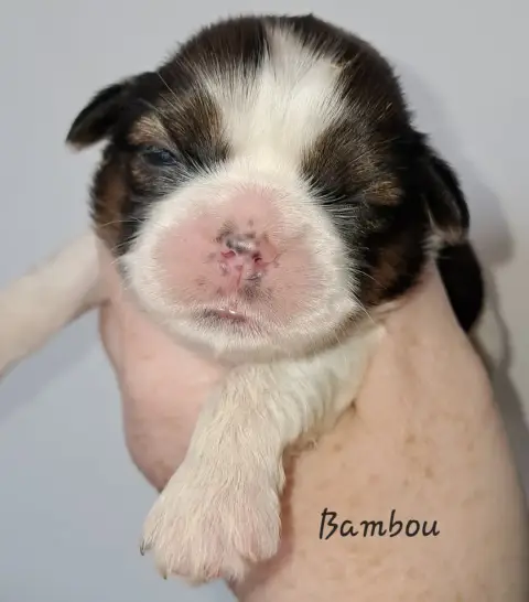 Shih Tzu  Bambou Soclemax photo 3