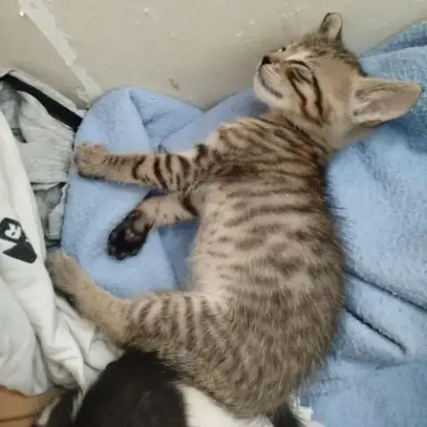 Chaton Cerise