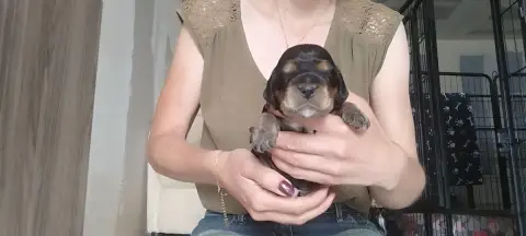 Cocker Spaniel Anglais  Chiot N°5 Of Kim And Co