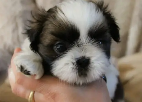 Adopter Shih Tzu 
                        Byjou Bishop Des Me ceaf8
