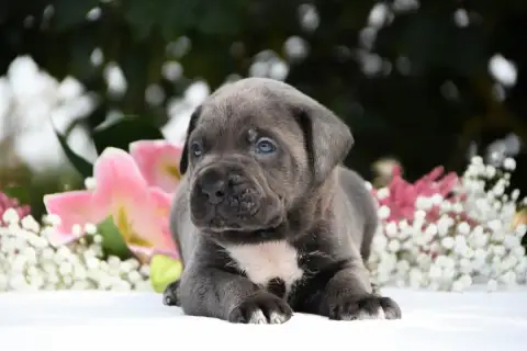 Cane Corso 
                        Collier Rouge I H 2421a photo 2