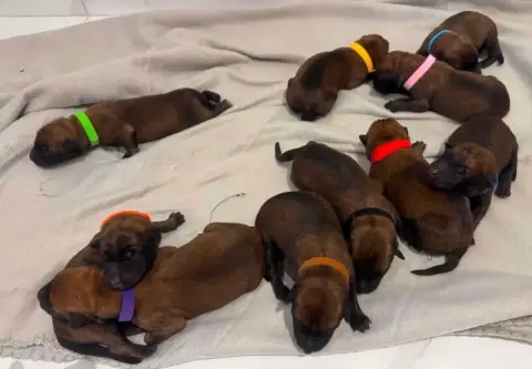 Berger Belge  Chiot 4 Des Gardiens Noir Des Sous Bois 24947