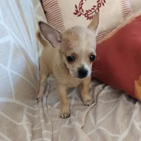 Chihuahua Vendre