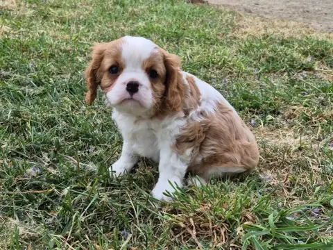 Cavalier King Charles Spaniel  Balto De Paline